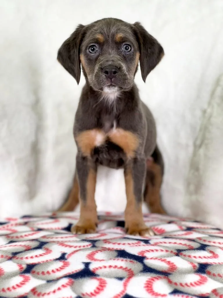 Sandlot Litter  Wendy thumbnail 4