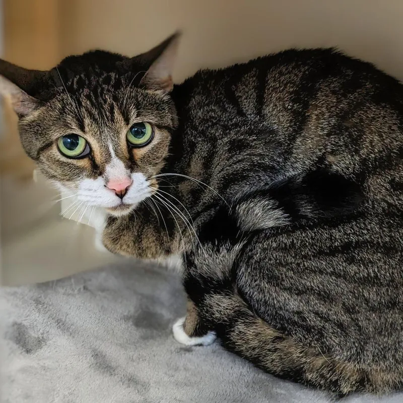 An adult small-sized female Brown / Chocolate Domestic Short Hair cat named Lexi for adoption in Garfield, AR