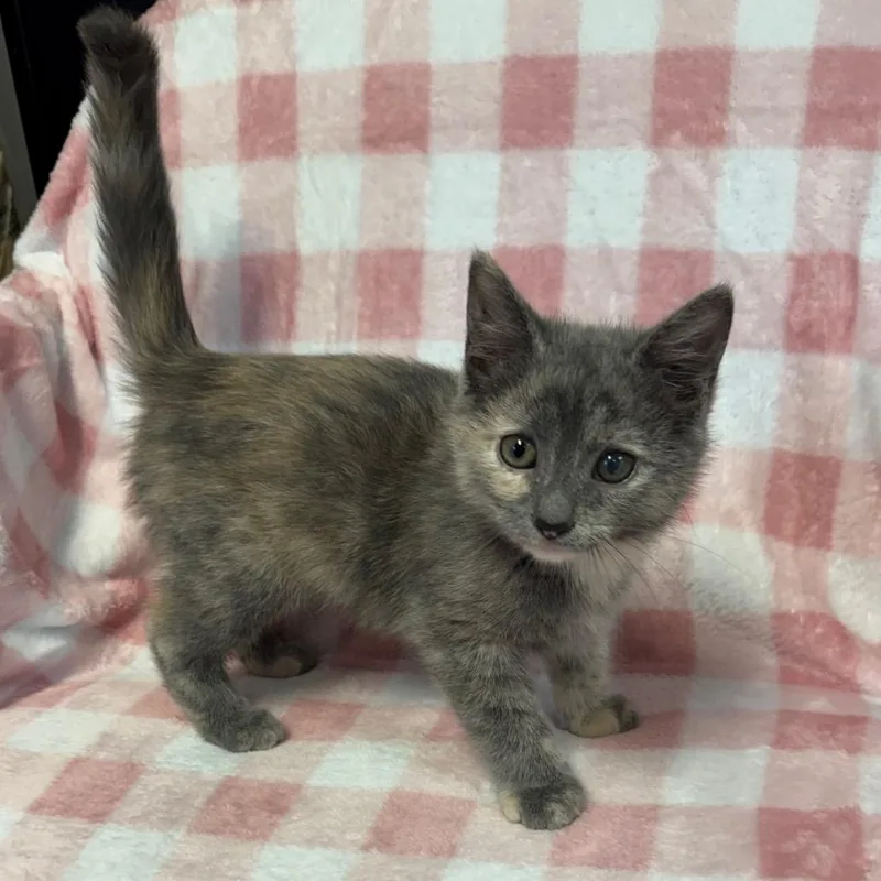A baby small-sized female Gray / Blue / Silver Domestic Long Hair cat named Dotti for adoption in Kittanning, PA