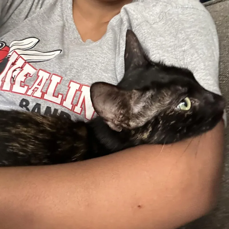 A young small-sized female Black Domestic Short Hair cat named Mama Stark for adoption in Austin, TX