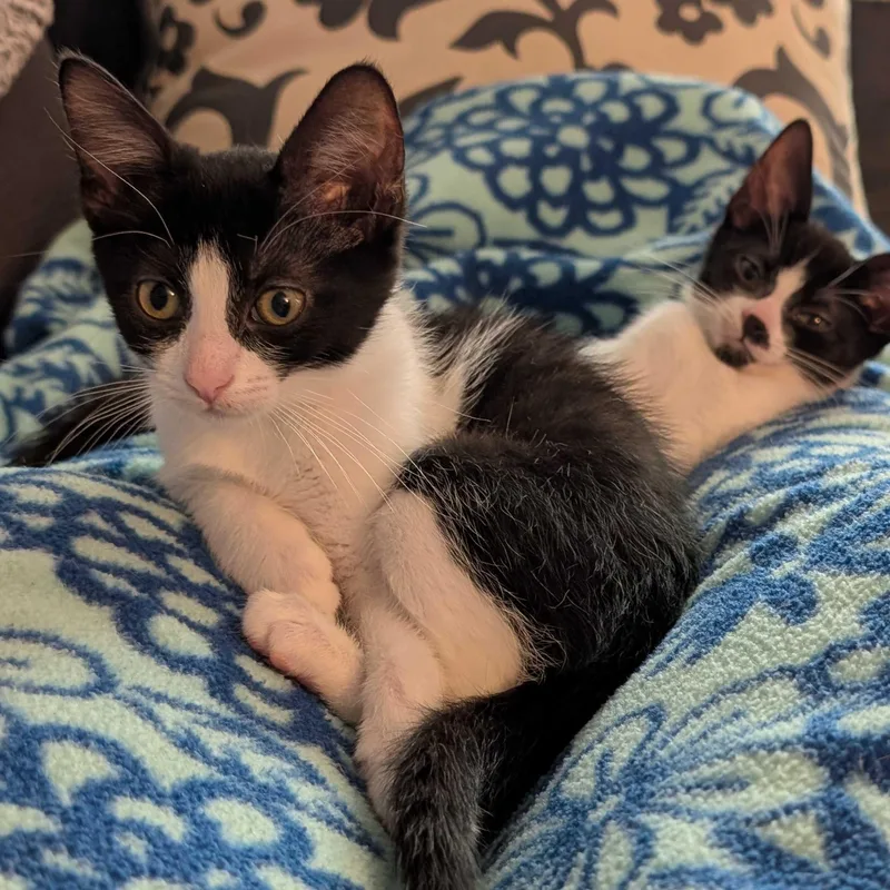 A baby medium-sized female Black Tuxedo cat named Charlie for adoption in East Amherst, NY