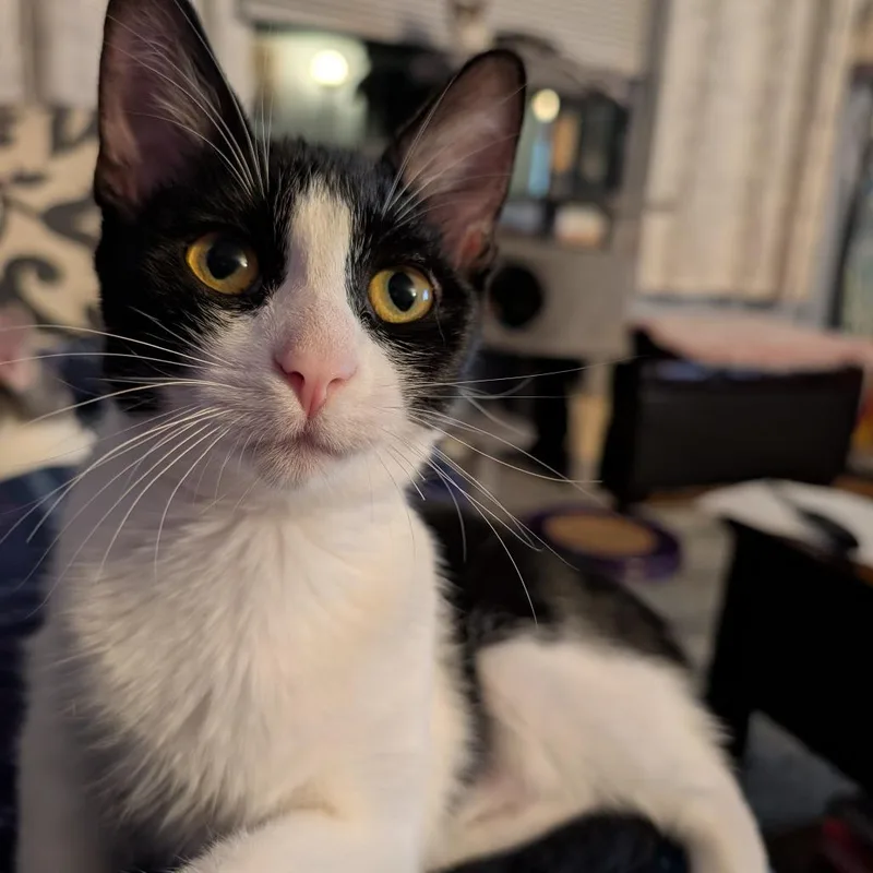 Charlie thumbnail 3