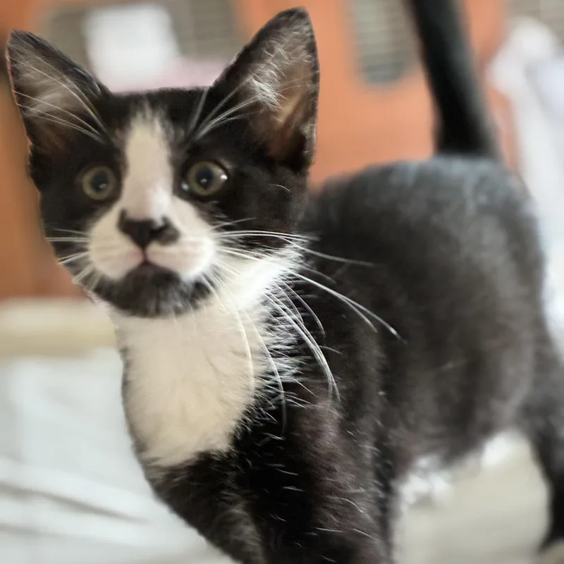 A baby small-sized male Black Domestic Short Hair cat named Stop for adoption in South Elgin, IL
