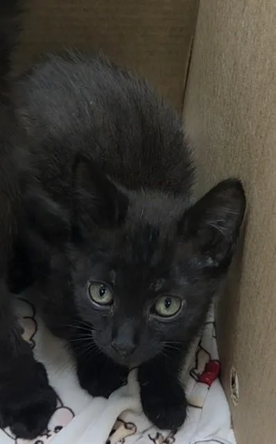 A baby small-sized male Domestic Short Hair cat named Hugs for adoption in Fort Lauderdale, FL
