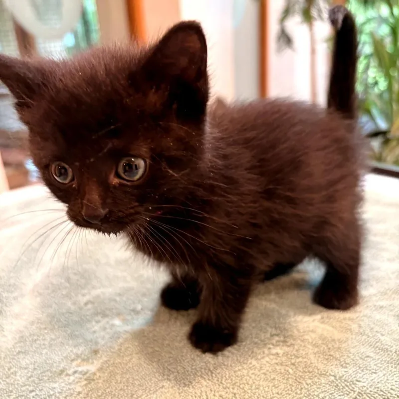 A baby small-sized male Black Domestic Medium Hair cat named Spring for adoption in Waldorf, MD