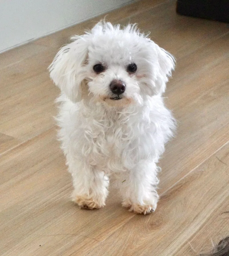 Lumi