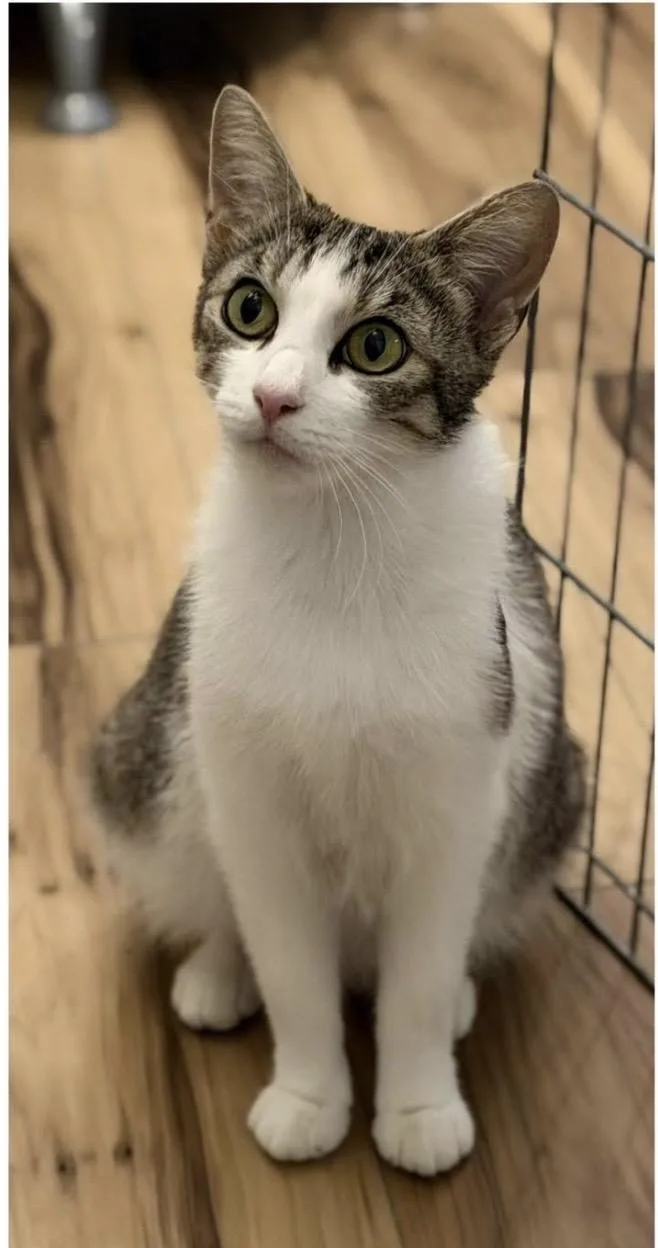 An adult medium-sized female Tabby (Brown / Chocolate) Domestic Short Hair cat named Opal for adoption in Santa Rosa, CA