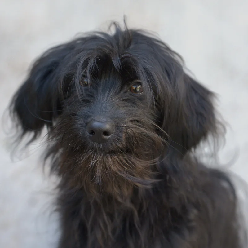 A baby small-sized male Black Aussiedoodle dog named Edwin for adoption in Hoquiam, WA