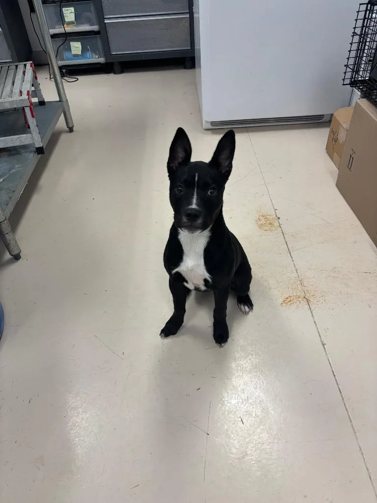 A baby small-sized female Pit Bull Terrier dog named Diamond for adoption in Belton, TX