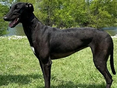 A young large-sized female Black Greyhound dog named Holly for adoption in Dallas, TX