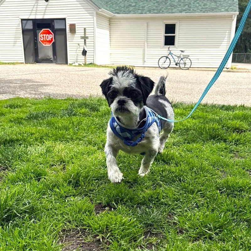 A senior small-sized male Shih Tzu dog named Rizzo for adoption in Brookhaven, NY