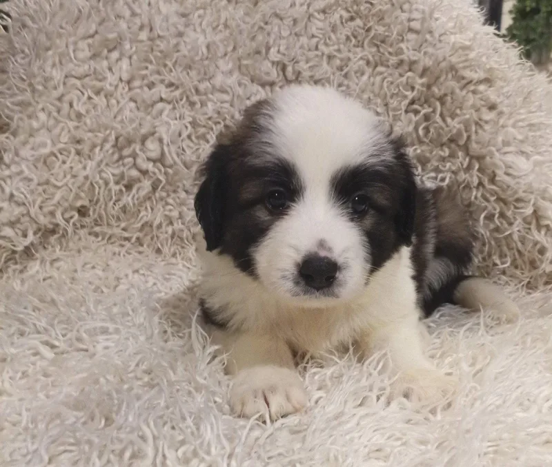 A baby large-sized female Great Pyrenees dog named Belle  Disney Litter for adoption in Holly Springs, NC