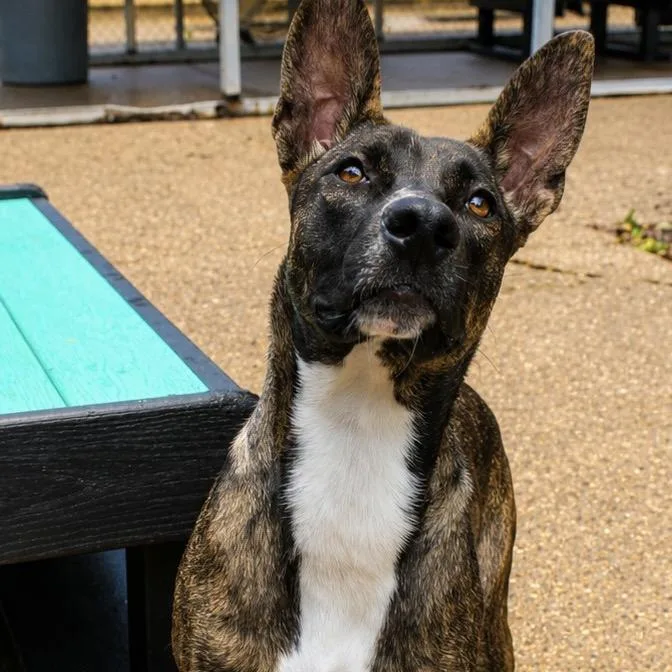 An adult medium-sized female Brindle Mixed Breed dog named Poppy Seed for adoption in Charleston, WV