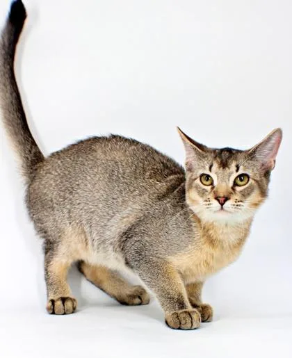 A baby small-sized male Somali cat named Brioche for adoption in Morton Grove, IL