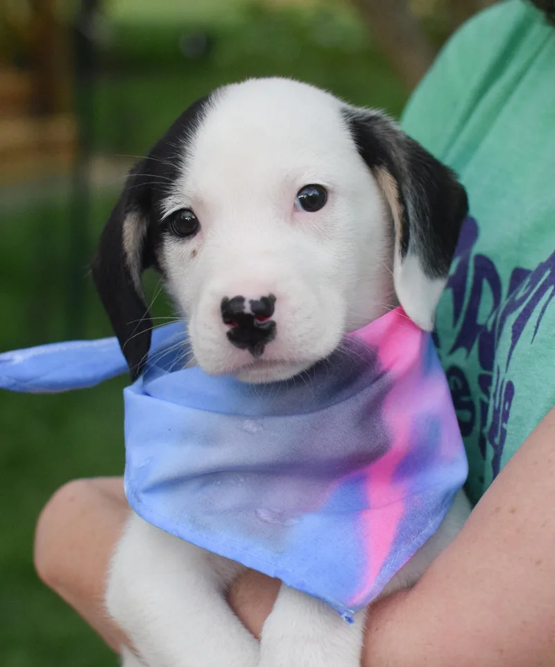 A baby medium-sized female Beagle dog named Scarlettavail for adoption in West Grove, PA
