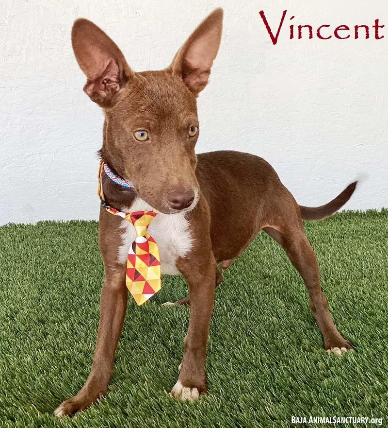 A baby medium-sized male Brown / Chocolate Australian Kelpie dog named Vincent for adoption in San Diego, CA