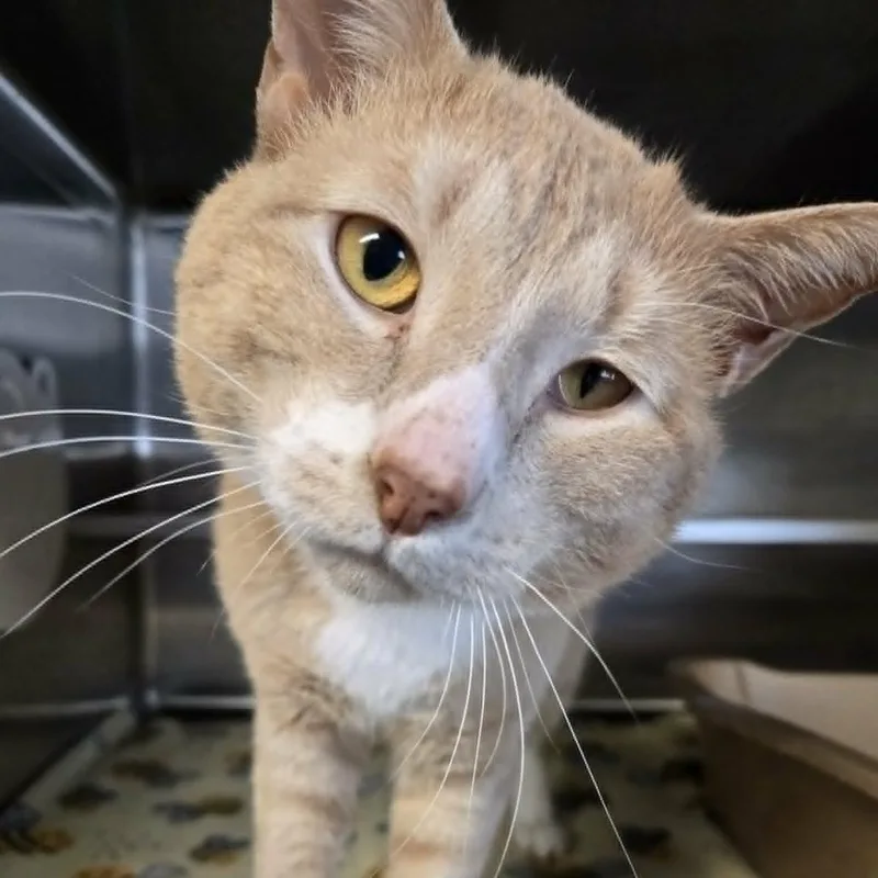 A young medium-sized male Buff & White Domestic Short Hair cat named Butterbean for adoption in Watertown, WI