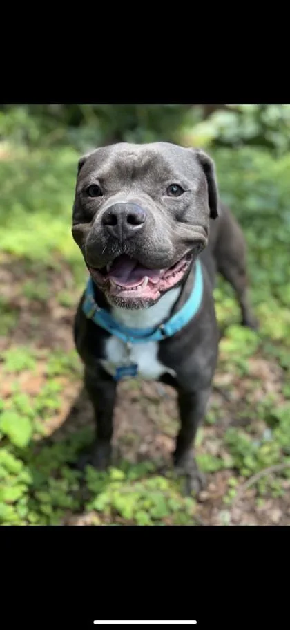 An adult medium-sized male Mixed Breed dog named Dander for adoption in Chamblee, GA