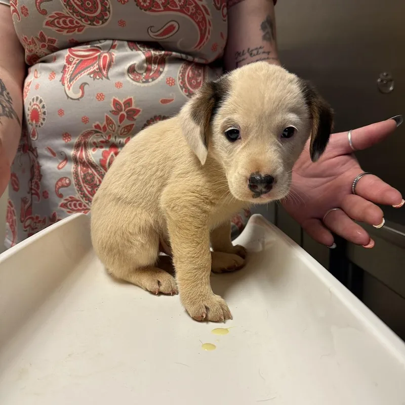 A baby small-sized male Yellow / Tan / Blond / Fawn Hound dog named Alvin for adoption in Fairfax Station, VA