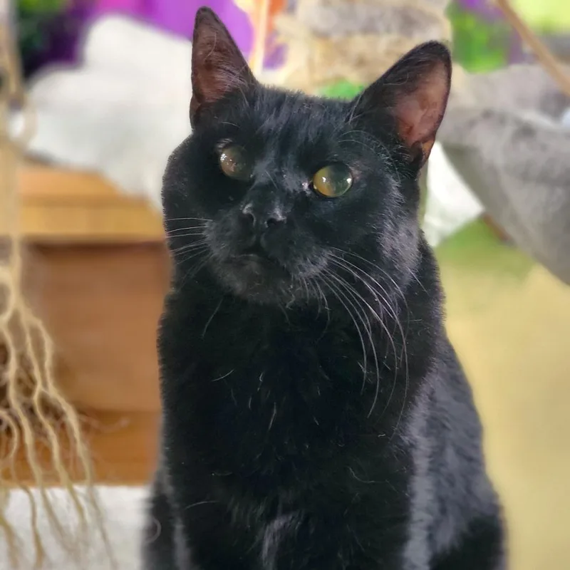 An adult small-sized female Domestic Short Hair cat named Clarabelle for adoption in Washoe Valley, NV