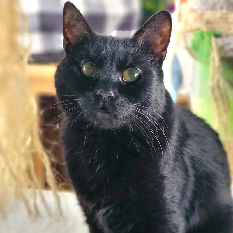 Clarabelle thumbnail 2
