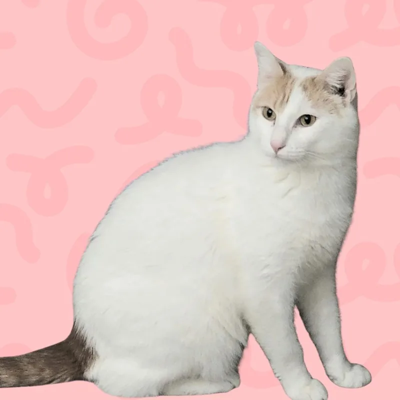An adult large-sized male White Domestic Short Hair cat named Moxie for adoption in Reno, NV