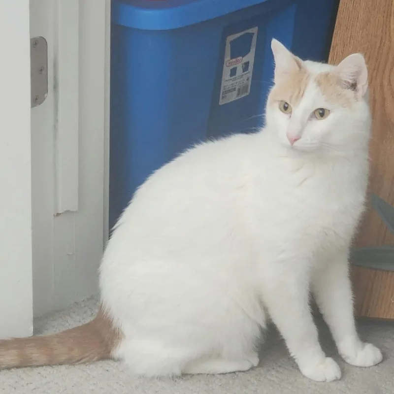 Moxie thumbnail 2