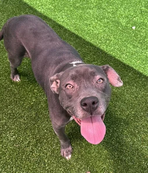 An adult medium-sized female Mixed Breed dog named Madge Sinclair for adoption in Jacksonville, FL