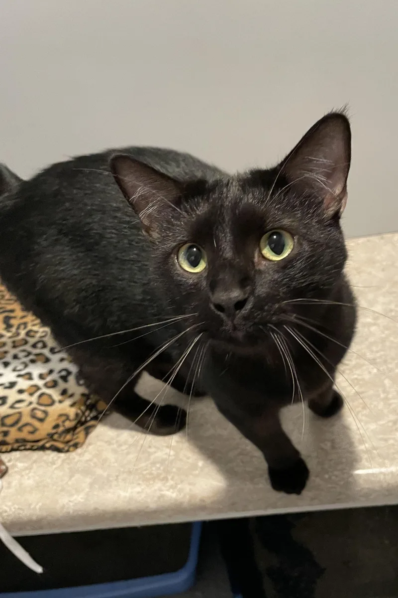 A young medium-sized male Black Domestic Short Hair cat named Jem for adoption in Lincoln, NE