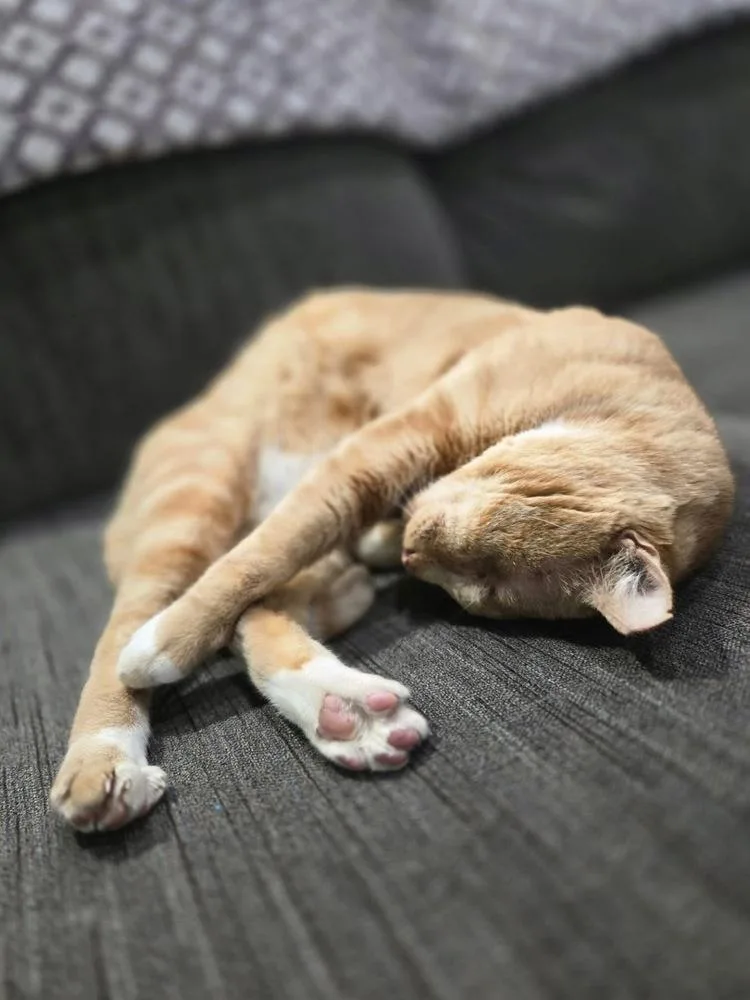 An adult large-sized male Orange & White Domestic Short Hair cat named Captain for adoption in tucson, AZ