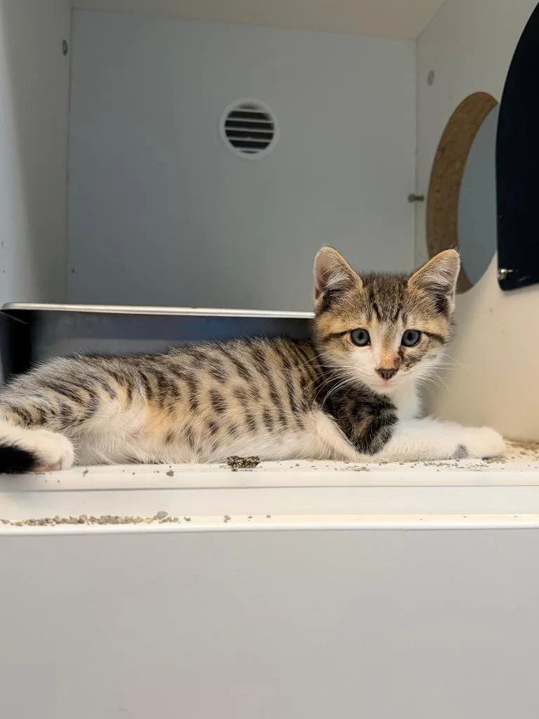 A baby medium-sized male Domestic Short Hair cat named Jurian for adoption in Newcastle, OK