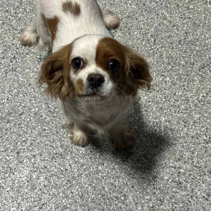An adult small-sized female Apricot / Beige Cavalier King Charles Spaniel dog named Havie . Lbs for adoption in Antwerp, OH