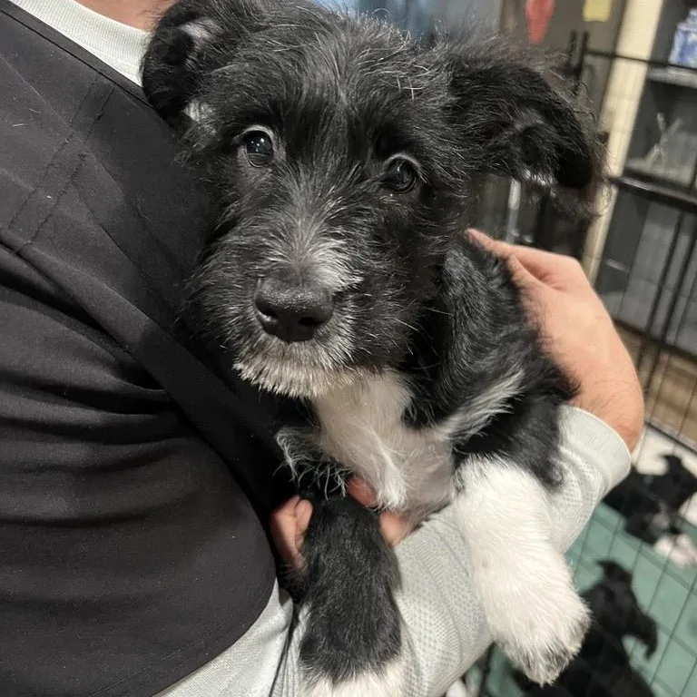 A baby medium-sized female Black Miniature Schnauzer dog named Peach Schnapps for adoption in San Antonio, TX