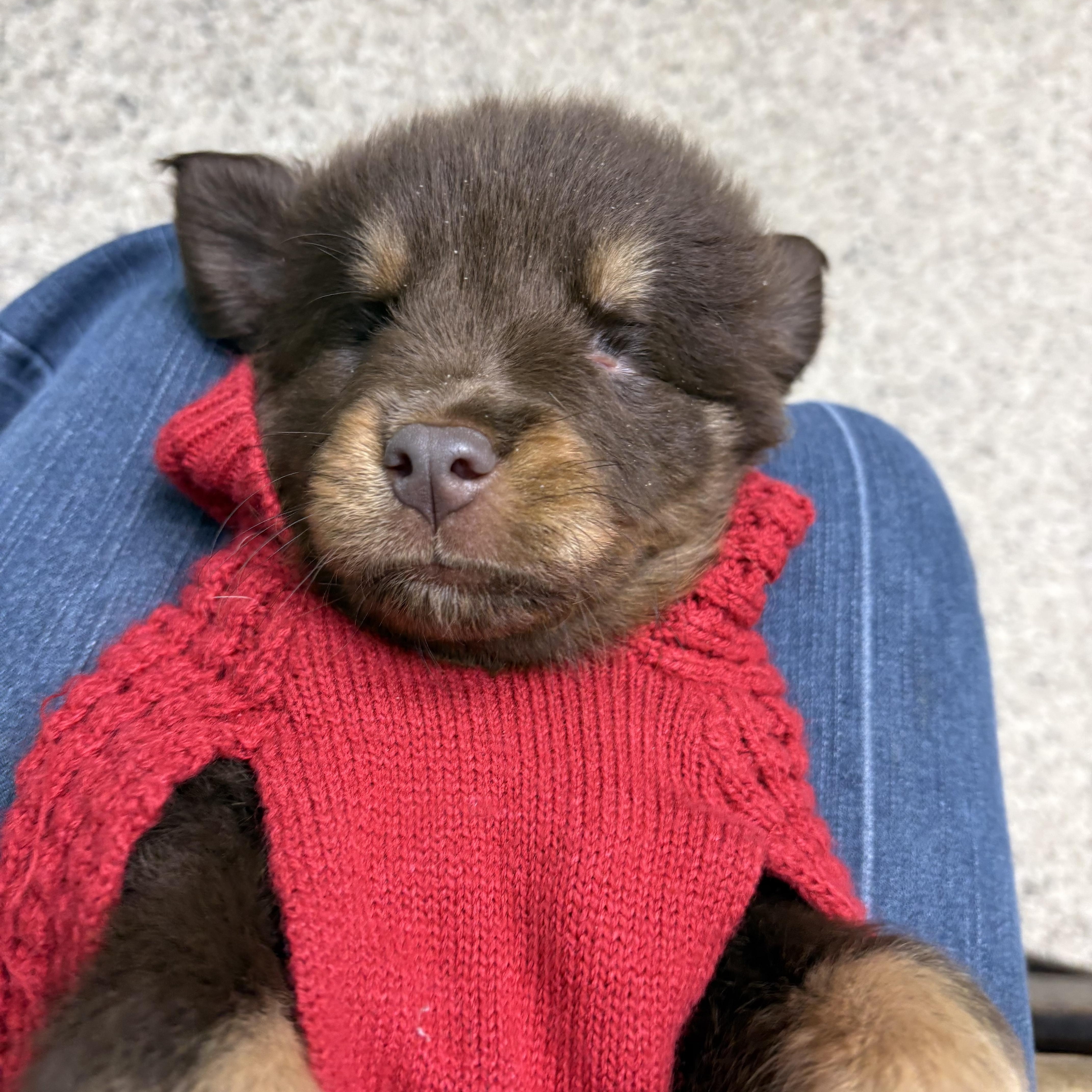 A baby medium-sized female Australian Shepherd dog named Macchiato for adoption in Fosters, AL