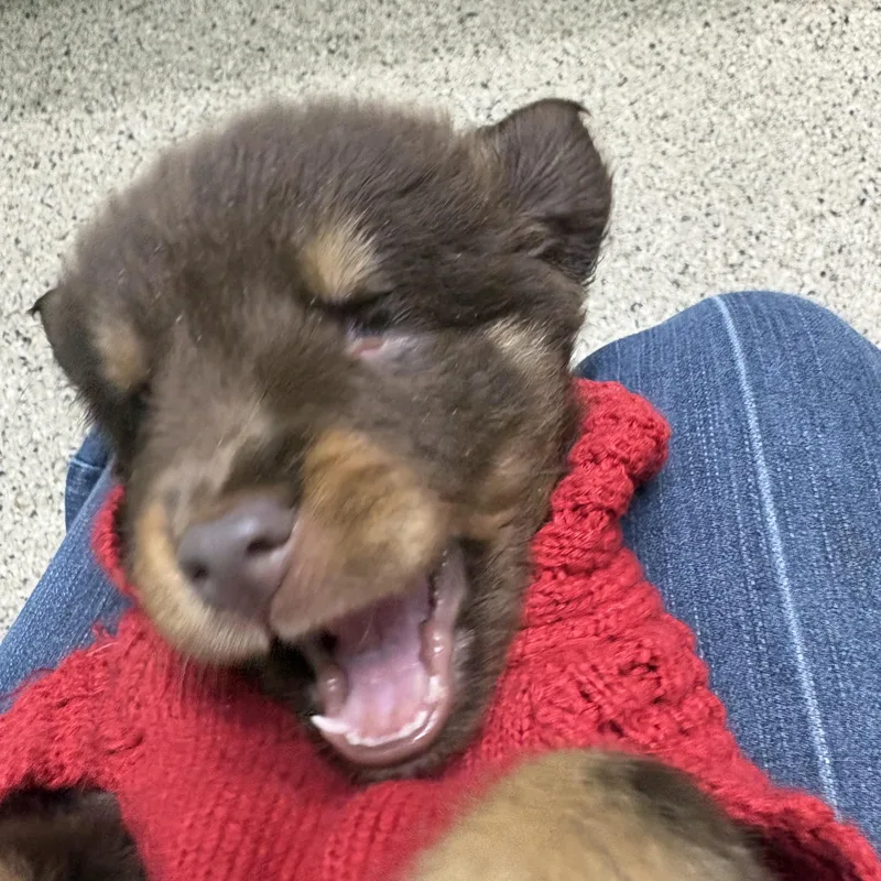 Macchiato thumbnail 3