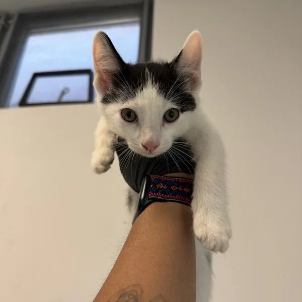 A baby small-sized male Domestic Short Hair cat named Corey for adoption in Escondido, CA