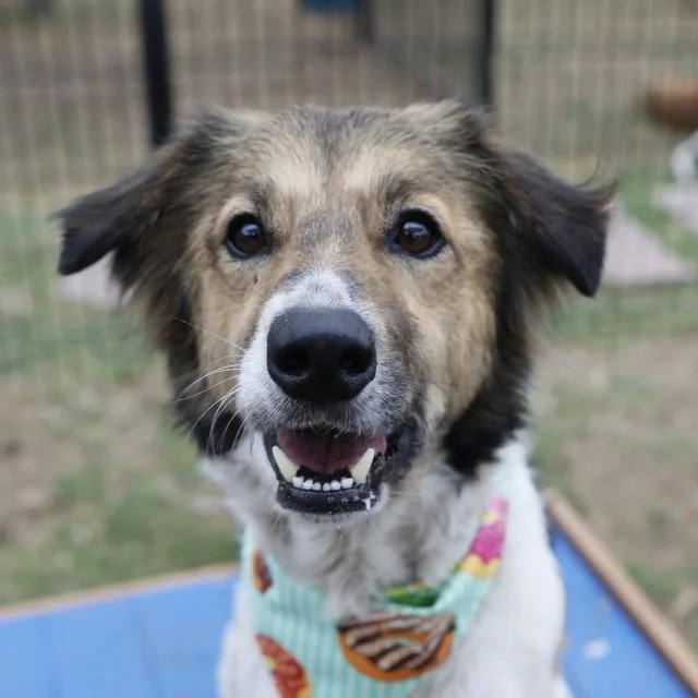 An adult medium-sized male Border Collie dog named Otto for adoption in San Antonio, TX