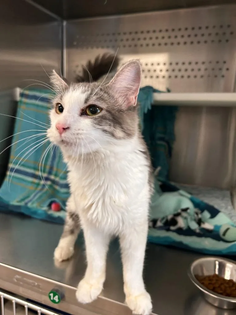 A young medium-sized female Domestic Medium Hair cat named Priscilla for adoption in Minot, ND