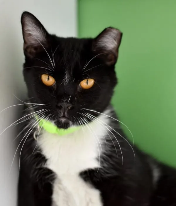 An adult medium-sized male Black & White / Tuxedo Domestic Short Hair cat named Ben for adoption in Marietta, GA