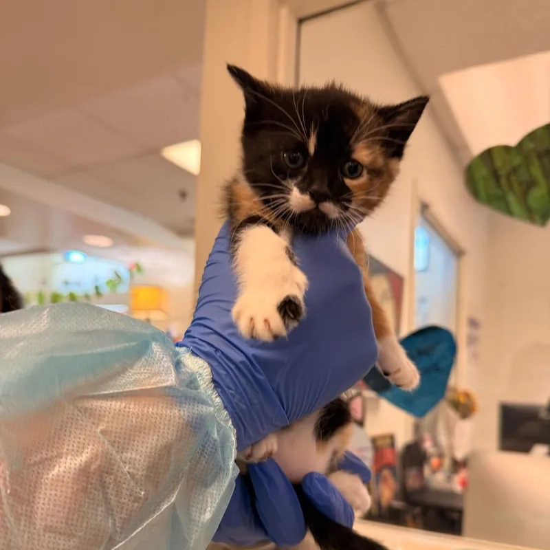 A baby small-sized female Calico Domestic Short Hair cat named Prima Ballerina for adoption in Los Angeles, CA