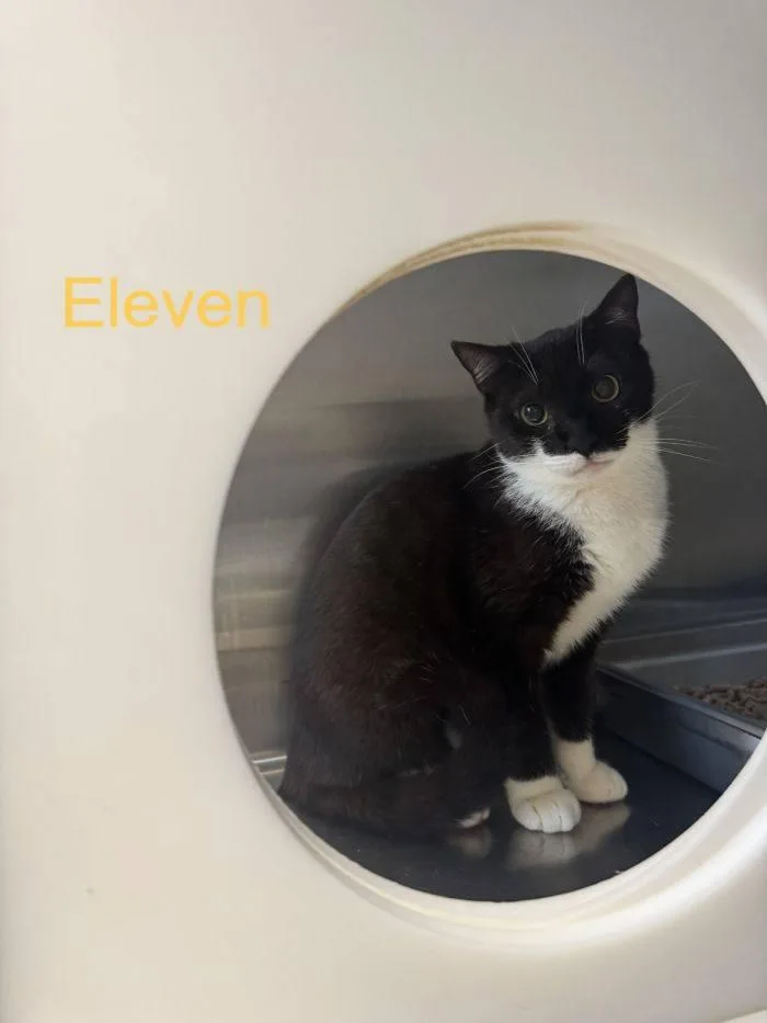 A baby medium-sized male Black & White / Tuxedo Domestic Short Hair cat named Eleven for adoption in Hilton Head Island, SC
