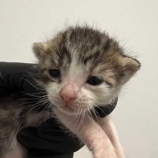 A baby small-sized male Domestic Short Hair cat named Hashbrown for adoption in El Cajon, CA