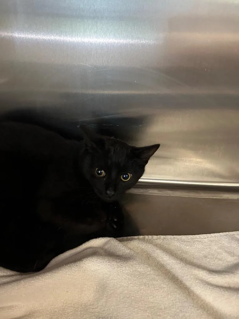 A baby medium-sized male Domestic Short Hair cat named Tiny Todd for adoption in Lavonia, GA