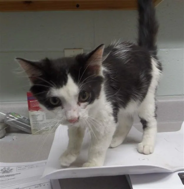 A baby small-sized male Domestic Long Hair cat named Subaru for adoption in Augusta, GA