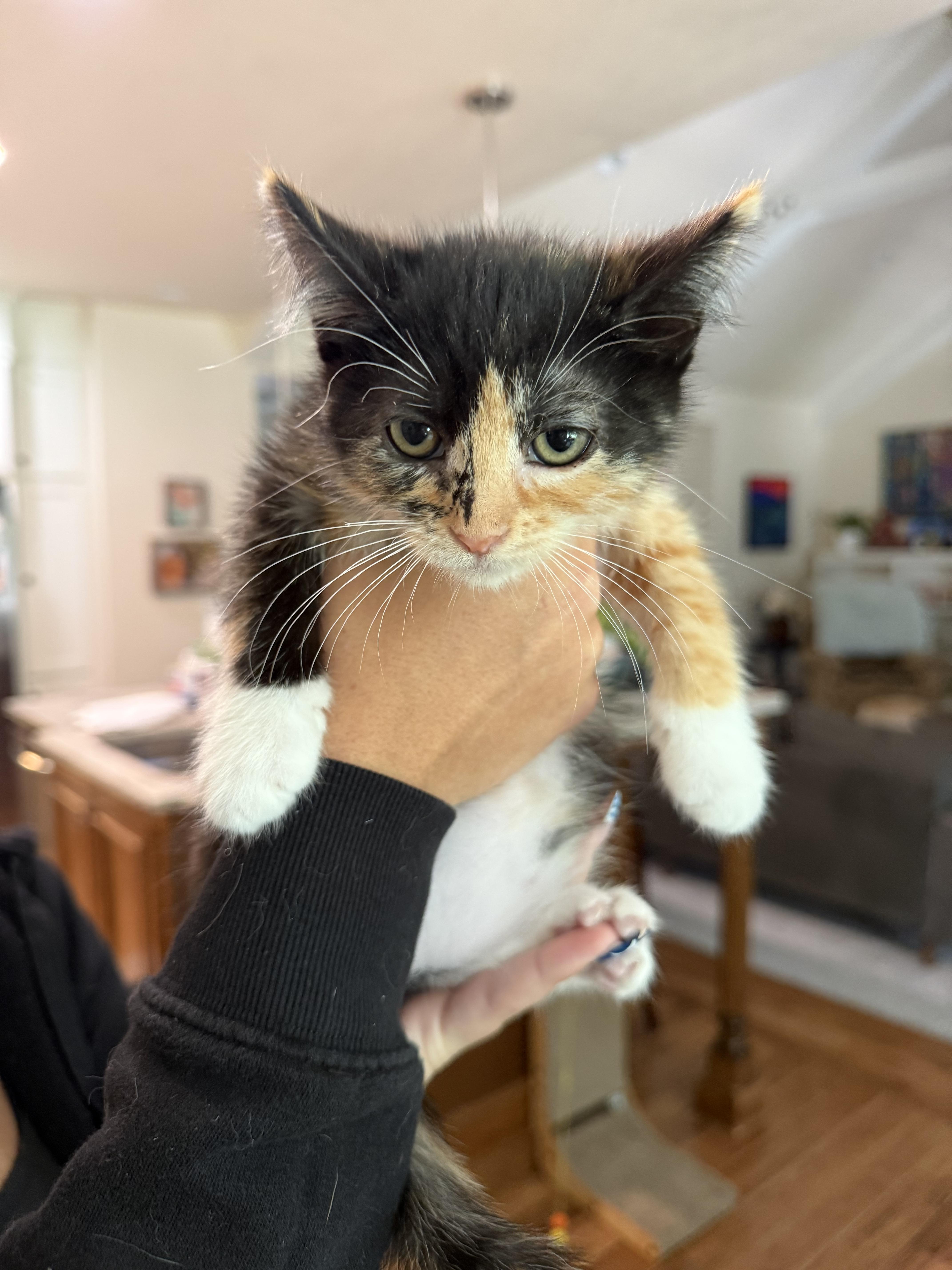 A baby medium-sized female Domestic Medium Hair cat named Mimi for adoption in Medford, OR
