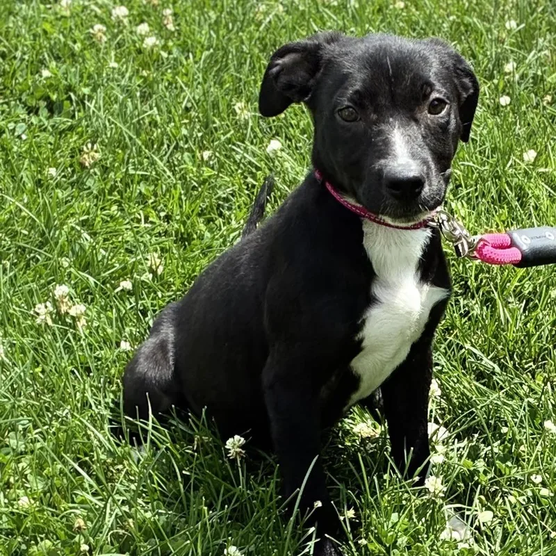 A baby medium-sized female Black Terrier dog named Dandelion for adoption in South Elgin, IL