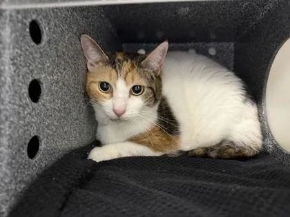An adult small-sized female Domestic Short Hair cat named Georgia for adoption in Daytona Beach, FL