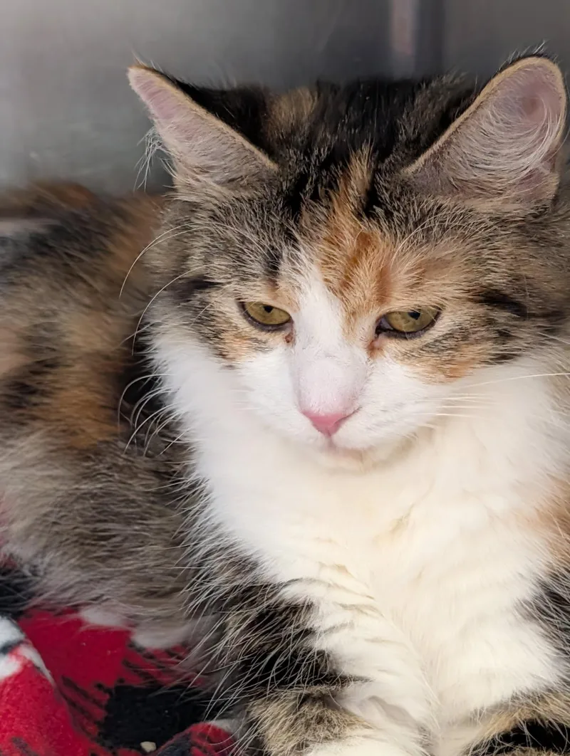 An adult medium-sized female Calico cat named Violet for adoption in Marietta, OH