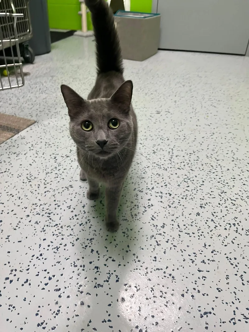 An adult small-sized male Gray / Blue / Silver Domestic Short Hair cat named Kronk for adoption in Lincoln Park, MI