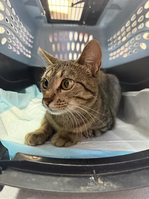 A young small-sized female Domestic Short Hair cat named Princess Peanut for adoption in Fort Walton Beach, FL